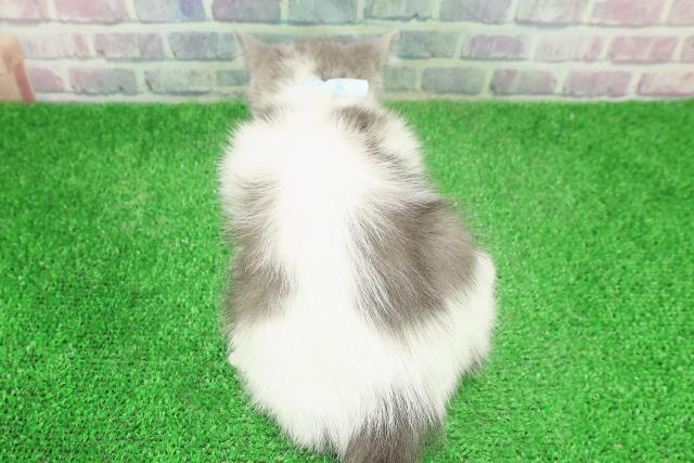 東京都のブリティッシュショートヘアー (Coo&RIKU中野サンモール店/2025年11月24日生まれ/男の子/ブルーホワイト)の子猫の4枚目の画像