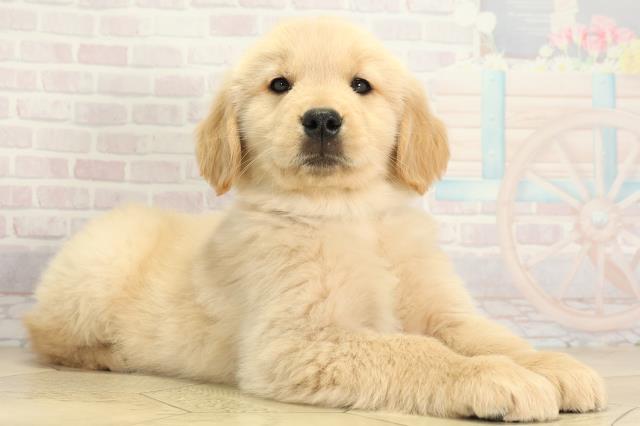 愛知県のゴールデンレトリバー (Coo&RIKU豊橋店/2025年12月2日生まれ/男の子/ゴールデン)の子犬の2枚目の画像