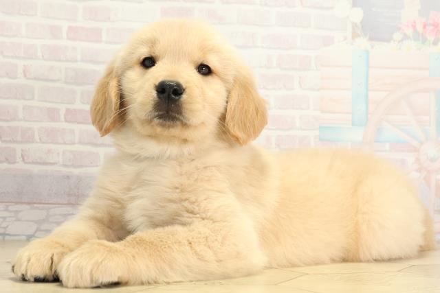 愛知県のゴールデンレトリバー (Coo&RIKU豊橋店/2025年12月2日生まれ/男の子/ゴールデン)の子犬の3枚目の画像