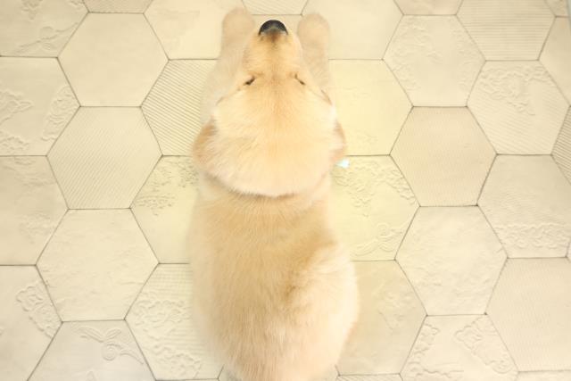 愛知県のゴールデンレトリバー (Coo&RIKU豊橋店/2025年12月2日生まれ/男の子/ゴールデン)の子犬の4枚目の画像