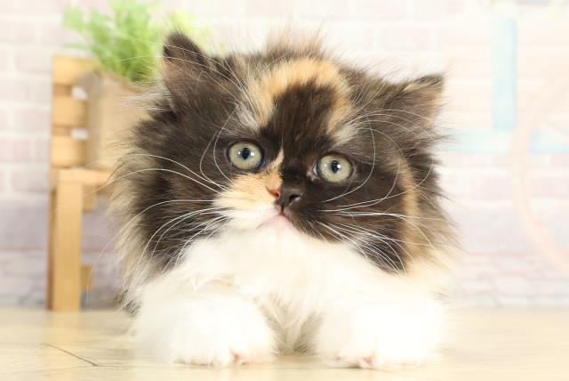 愛知県のスコティッシュストレート (Coo&RIKU岡崎店/2025年12月1日生まれ/女の子/キャリコ)の子猫の1枚目の画像