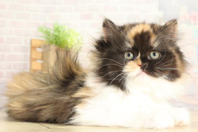 愛知県のスコティッシュストレート (Coo&RIKU岡崎店/2025年12月1日生まれ/女の子/キャリコ)の子猫の2枚目の画像