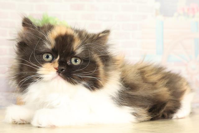 愛知県のスコティッシュストレート (Coo&RIKU岡崎店/2025年12月1日生まれ/女の子/キャリコ)の子猫の3枚目の画像