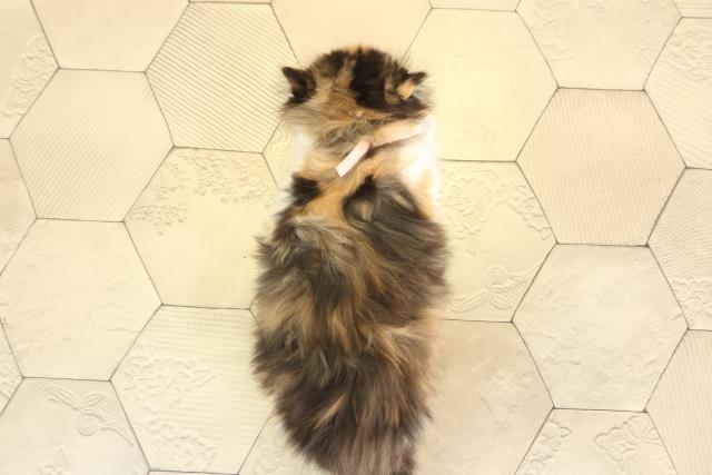 愛知県のスコティッシュストレート (Coo&RIKU岡崎店/2025年12月1日生まれ/女の子/キャリコ)の子猫の4枚目の画像