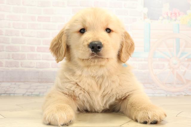 愛知県のゴールデンレトリバー (Coo&RIKU半田店/2025年12月2日生まれ/男の子/ゴールデン)の子犬の1枚目の画像