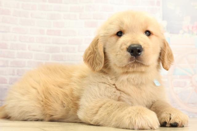 愛知県のゴールデンレトリバー (Coo&RIKU半田店/2025年12月2日生まれ/男の子/ゴールデン)の子犬の2枚目の画像
