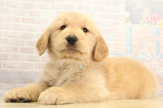 愛知県のゴールデンレトリバー (Coo&RIKU半田店/2025年12月2日生まれ/男の子/ゴールデン)の子犬の3枚目の画像