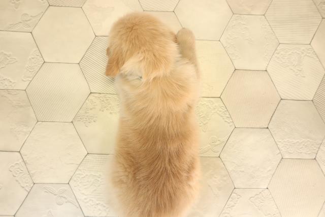 愛知県のゴールデンレトリバー (Coo&RIKU半田店/2025年12月2日生まれ/男の子/ゴールデン)の子犬の4枚目の画像