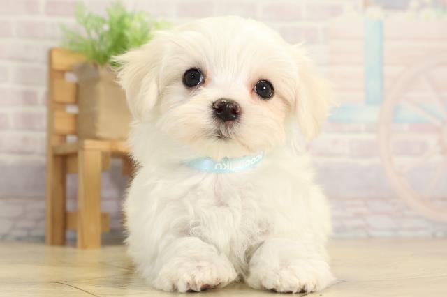 愛知県のマルチーズ (Coo&RIKU瀬港線守山店/2025年12月2日生まれ/男の子/ホワイト)の子犬の1枚目の画像