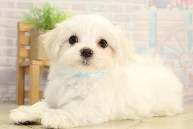 愛知県のマルチーズ (Coo&RIKU瀬港線守山店/2025年12月2日生まれ/男の子/ホワイト)の子犬の3枚目の画像