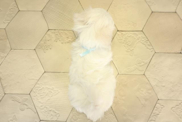 愛知県のマルチーズ (Coo&RIKU瀬港線守山店/2025年12月2日生まれ/男の子/ホワイト)の子犬の4枚目の画像