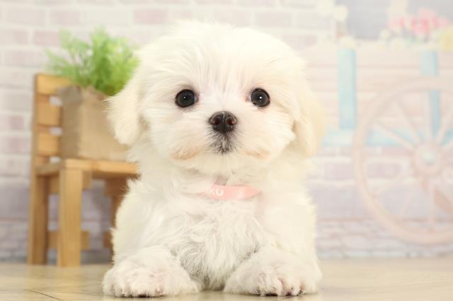 愛知県のマルチーズ (Coo&RIKU名古屋滝ノ水店/2025年12月2日生まれ/女の子/ホワイト)の子犬