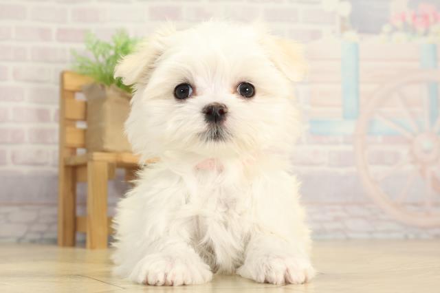 愛知県のマルチーズ (Coo&RIKU豊田店/2025年11月24日生まれ/女の子/ホワイト)の子犬の1枚目の画像