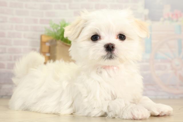 愛知県のマルチーズ (Coo&RIKU豊田店/2025年11月24日生まれ/女の子/ホワイト)の子犬の2枚目の画像