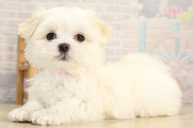 愛知県のマルチーズ (Coo&RIKU豊田店/2025年11月24日生まれ/女の子/ホワイト)の子犬の3枚目の画像