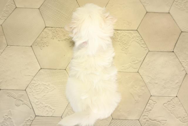 愛知県のマルチーズ (Coo&RIKU豊田店/2025年11月24日生まれ/女の子/ホワイト)の子犬の4枚目の画像