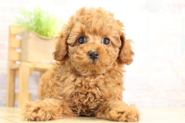 愛知県のトイプードル(トイ) (Coo&RIKU半田店/2025年12月2日生まれ/女の子/レッドフォーン)の子犬の1枚目の画像