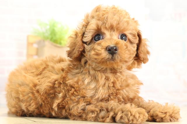 愛知県のトイプードル(トイ) (Coo&RIKU半田店/2025年12月2日生まれ/女の子/レッドフォーン)の子犬の2枚目の画像