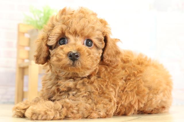 愛知県のトイプードル(トイ) (Coo&RIKU半田店/2025年12月2日生まれ/女の子/レッドフォーン)の子犬の3枚目の画像