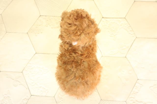 愛知県のトイプードル(トイ) (Coo&RIKU半田店/2025年12月2日生まれ/女の子/レッドフォーン)の子犬の4枚目の画像