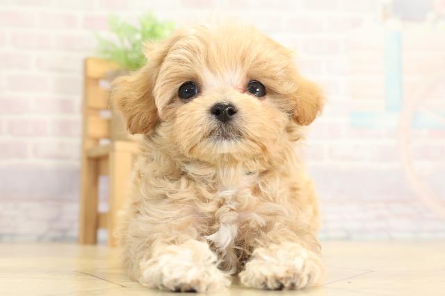 愛知県のマルプー(マルチーズ×プードル) (Coo&RIKU豊橋店/2025年12月2日生まれ/男の子/アプリコット)の子犬の1枚目の画像