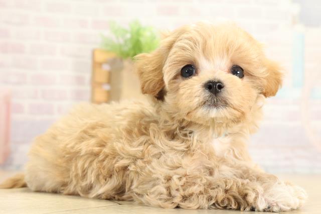 愛知県のマルプー(マルチーズ×プードル) (Coo&RIKU豊橋店/2025年12月2日生まれ/男の子/アプリコット)の子犬の2枚目の画像