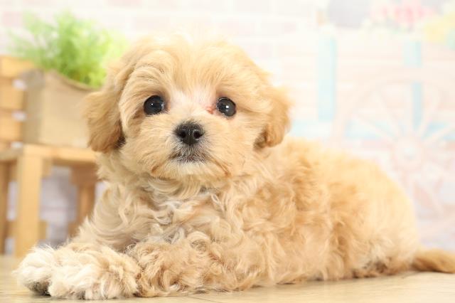 愛知県のマルプー(マルチーズ×プードル) (Coo&RIKU豊橋店/2025年12月2日生まれ/男の子/アプリコット)の子犬の3枚目の画像