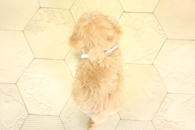 愛知県のマルプー(マルチーズ×プードル) (Coo&RIKU豊橋店/2025年12月2日生まれ/男の子/アプリコット)の子犬の4枚目の画像