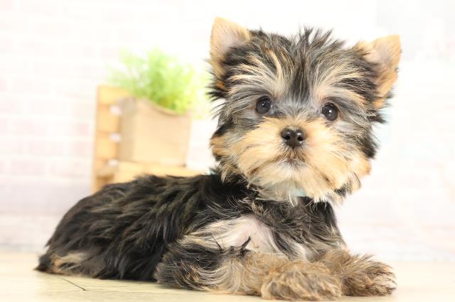 愛知県のヨークシャーテリア (Coo&RIKU豊田店/2025年11月29日生まれ/男の子/スチールブルータン)の子犬の2枚目の画像