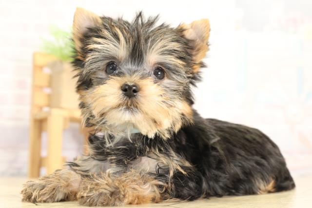 愛知県のヨークシャーテリア (Coo&RIKU豊田店/2025年11月29日生まれ/男の子/スチールブルータン)の子犬の3枚目の画像