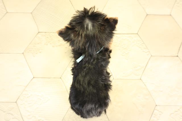 愛知県のヨークシャーテリア (Coo&RIKU豊田店/2025年11月29日生まれ/男の子/スチールブルータン)の子犬の4枚目の画像
