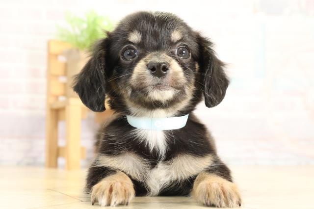 愛知県のチワックス(チワワ×ダックス) (Coo&RIKU半田店/2025年12月2日生まれ/男の子/ブラッククリーム)の子犬の1枚目の画像