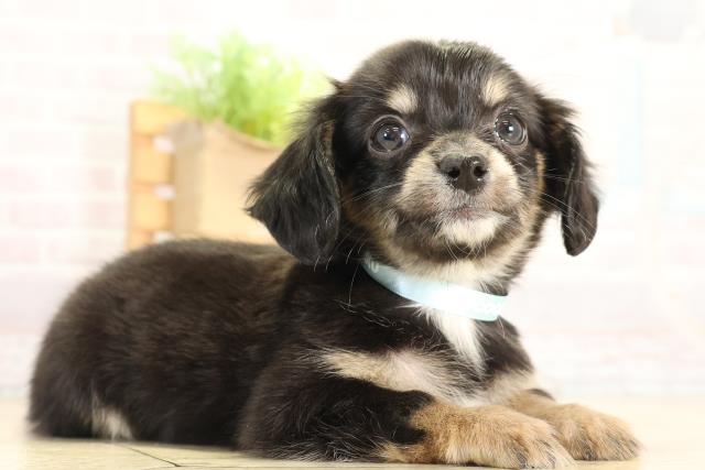 愛知県のチワックス(チワワ×ダックス) (Coo&RIKU半田店/2025年12月2日生まれ/男の子/ブラッククリーム)の子犬の2枚目の画像