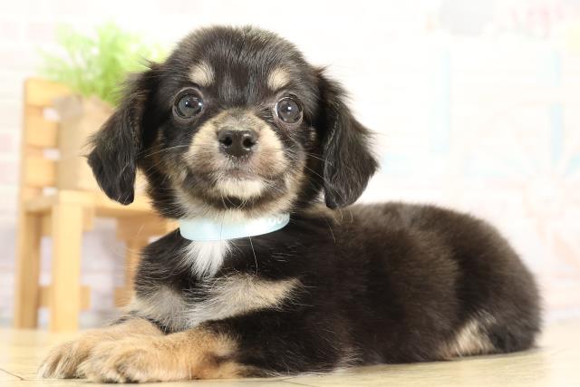 愛知県のチワックス(チワワ×ダックス) (Coo&RIKU半田店/2025年12月2日生まれ/男の子/ブラッククリーム)の子犬の3枚目の画像