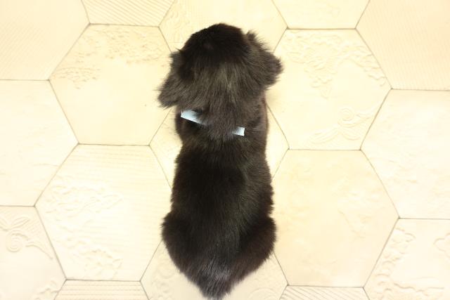 愛知県のチワックス(チワワ×ダックス) (Coo&RIKU半田店/2025年12月2日生まれ/男の子/ブラッククリーム)の子犬の4枚目の画像