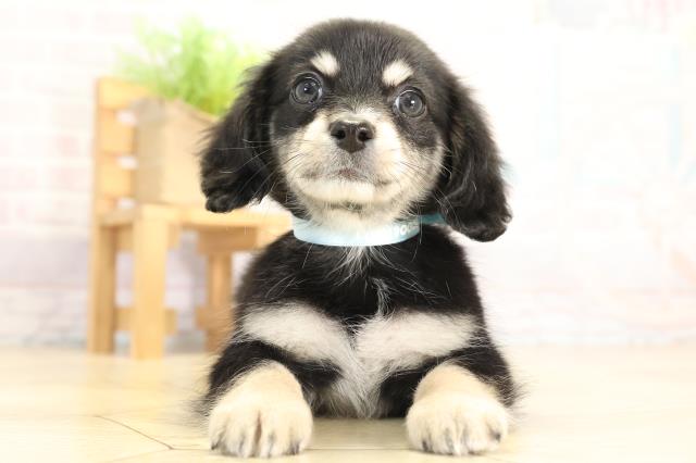 愛知県のチワックス(チワワ×ダックス) (Coo&RIKU東海店/2025年12月2日生まれ/男の子/ブラッククリーム)の子犬の1枚目の画像