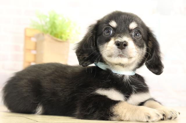 愛知県のチワックス(チワワ×ダックス) (Coo&RIKU東海店/2025年12月2日生まれ/男の子/ブラッククリーム)の子犬の2枚目の画像