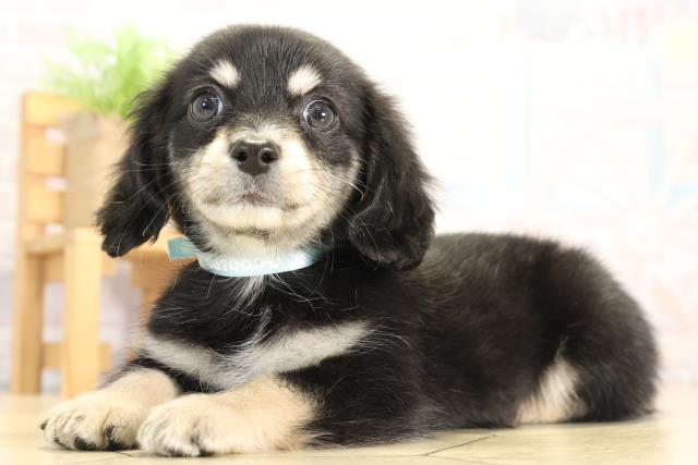 愛知県のチワックス(チワワ×ダックス) (Coo&RIKU東海店/2025年12月2日生まれ/男の子/ブラッククリーム)の子犬の3枚目の画像