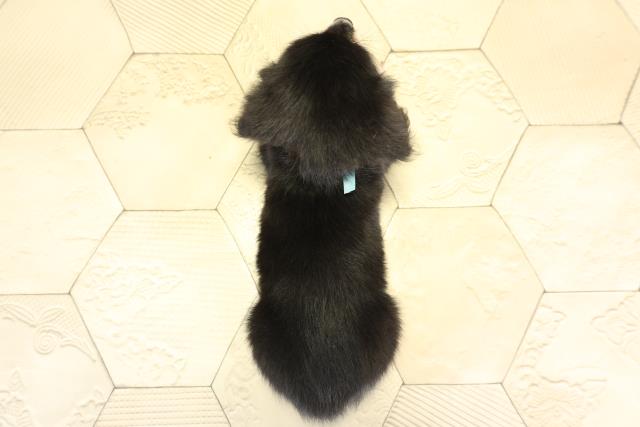 愛知県のチワックス(チワワ×ダックス) (Coo&RIKU東海店/2025年12月2日生まれ/男の子/ブラッククリーム)の子犬の4枚目の画像