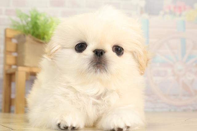 愛知県のペキニーズ (Coo&RIKU名古屋滝ノ水店/2025年12月2日生まれ/男の子/クリーム)の子犬