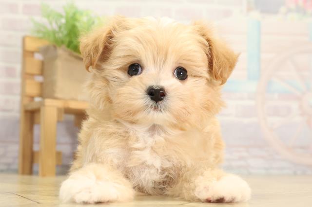 愛知県のマルプー(マルチーズ×プードル) (Coo&RIKU東海店/2025年12月2日生まれ/男の子/アプリコット)の子犬の1枚目の画像