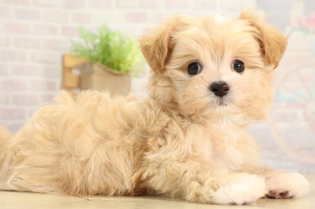 愛知県のマルプー(マルチーズ×プードル) (Coo&RIKU東海店/2025年12月2日生まれ/男の子/アプリコット)の子犬の2枚目の画像