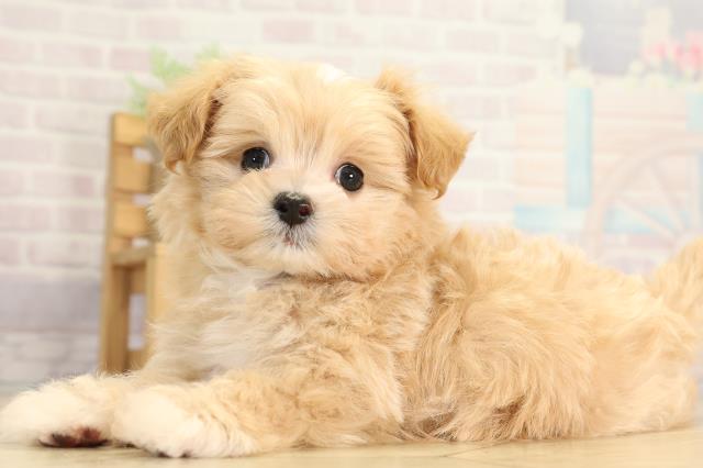 愛知県のマルプー(マルチーズ×プードル) (Coo&RIKU東海店/2025年12月2日生まれ/男の子/アプリコット)の子犬の3枚目の画像