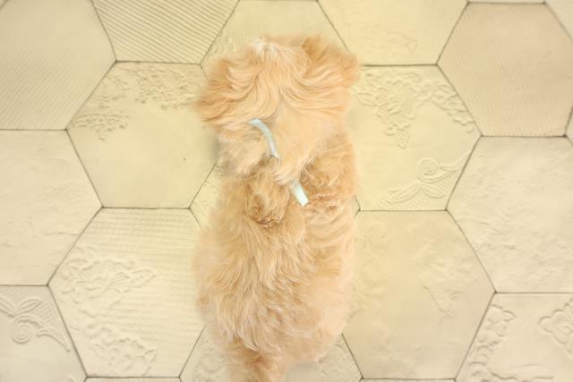 愛知県のマルプー(マルチーズ×プードル) (Coo&RIKU東海店/2025年12月2日生まれ/男の子/アプリコット)の子犬の4枚目の画像