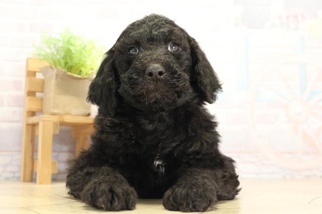 愛知県のスタンダードプードル (Coo&RIKU岡崎店/2025年12月3日生まれ/男の子/ブラック)の子犬の1枚目の画像