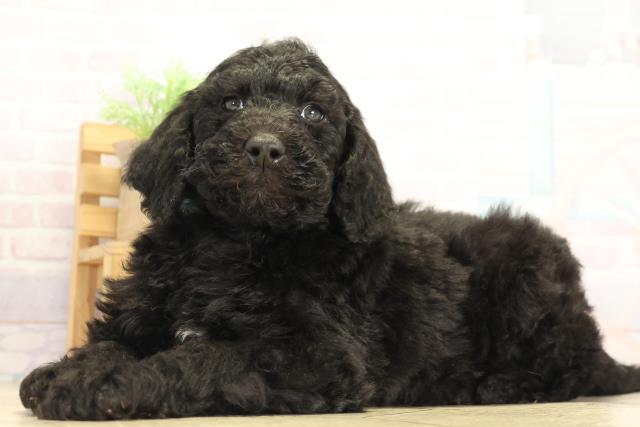 愛知県のスタンダードプードル (Coo&RIKU岡崎店/2025年12月3日生まれ/男の子/ブラック)の子犬の3枚目の画像