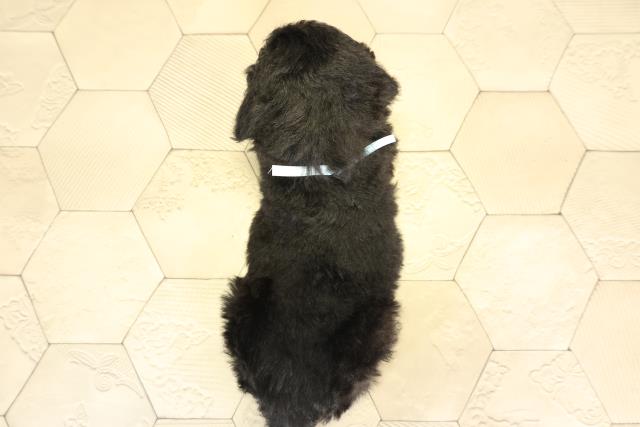 愛知県のスタンダードプードル (Coo&RIKU岡崎店/2025年12月3日生まれ/男の子/ブラック)の子犬の4枚目の画像