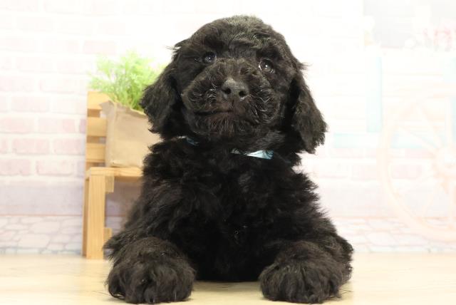 愛知県のスタンダードプードル (Coo&RIKU豊田店/2025年12月3日生まれ/男の子/ブラック)の子犬の1枚目の画像