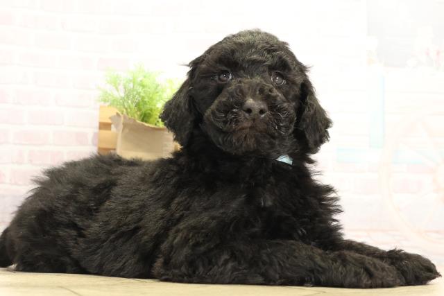 愛知県のスタンダードプードル (Coo&RIKU豊田店/2025年12月3日生まれ/男の子/ブラック)の子犬の2枚目の画像