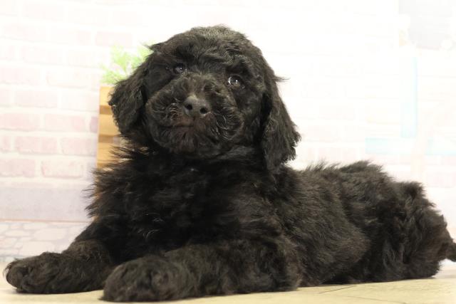 愛知県のスタンダードプードル (Coo&RIKU豊田店/2025年12月3日生まれ/男の子/ブラック)の子犬の3枚目の画像